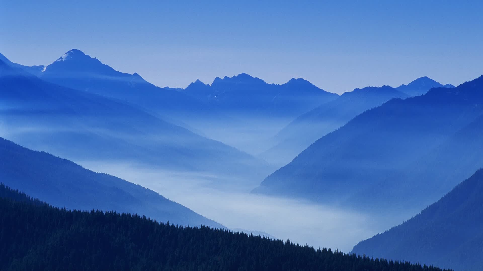 世界游泳裁判评分争议案件仲裁结果，游泳世界锦标赛